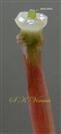  Pistil Head